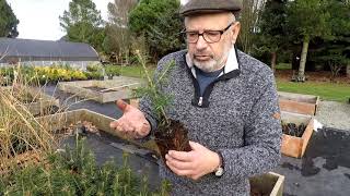 Oregon Nursery Tour and Dwarf Conifer Grafting Stock [upl. by Siegler840]