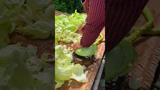 Beautiful and healing rural life  fruit pickingfruit pick villagelife shorts [upl. by Hedley]