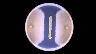 Biocontrol Fungal inhibition by bacteria  Timelapse [upl. by Aivuy]