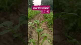 Kis chij ki fasal haivillage motivation villagenature lovemusic youtubeshorts love farming [upl. by Leummas227]