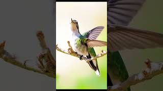 hummingbird cute animals [upl. by Keeley]