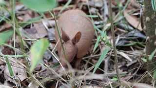 Tatuí  Sevenbanded armadillo  Dasypus septemcinctus [upl. by Alicirp]