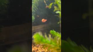 Caracol PLANORBIS ¿Levitando 😨🐌🕴️ aquarium fish snail guppy peces bettafish pecera pez [upl. by Lleirbag]