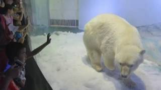 Grandview Aquarium Denies Worlds Saddest Polar Bear Is Sad 500K Sign Petition For Its Release [upl. by Aicargatla721]