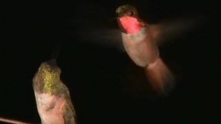 Real Angry Birds Slow Motion Hummingbirds 10  fights and bites V11324 [upl. by Eneluj]