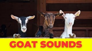 Amazing Goat Noises Goat Sounds Compilation [upl. by Ellerahc722]