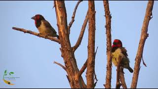 Some Black collared Barbets early morning activities [upl. by Awra]