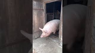 Ось така наша Булочка villagelife pig diy farm animals farming animal village [upl. by Lednam229]