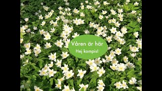 Våren är här [upl. by Rolfston237]