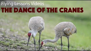 Dance of the Sandhill Crane [upl. by Enyr]