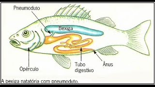 Diferença de peixe pulmonado x não pulmonado [upl. by Kcirdor609]