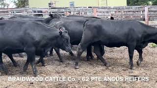 Braidwood Cattle Co 62 PTE Angus Heifers [upl. by Thetes108]