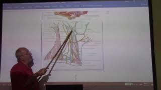 Anatomy of head amp neck 44  Sternomastoid amp posterior triangle  part 1   by Dr Wahdan [upl. by Avner]