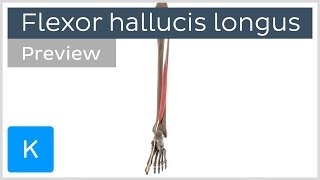 Functions of the flexor hallucis longus muscle preview  3D Human Anatomy  Kenhub [upl. by Hawthorn187]