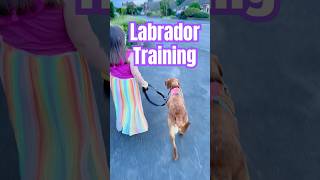 Is your Labrador Training unique to YOU [upl. by Laehctim]