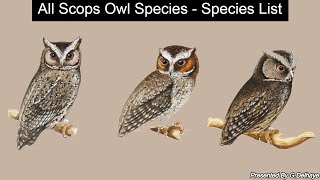 All Scopowl Species Genus Otus  All Owl Species Part14  Species List [upl. by Suoirad]