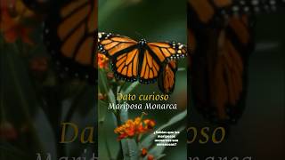 ¿Sabías que las mariposas monarca son VENENOSAS mariposas mariposamonarca fuentes en la descripc [upl. by Martino]