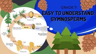 Gymnosperms [upl. by Llenel]