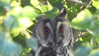 Asio otus  buho chico  long eared owl [upl. by Eseneg813]