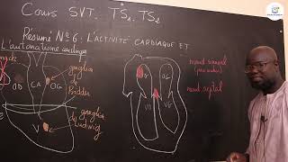 Cours  Tle S1 amp S2  SVT Résumé de cours Lactivité cardiaque et la pression artérielle  Suite 1 [upl. by Eintruok]