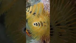 Christmas tree worms so named because of their appearance christmastreeworms [upl. by Eahc]