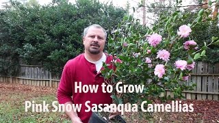 How to grow Pink Snow Sasanqua Camellia with a detailed description [upl. by Laris]