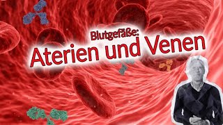 Blutgefäße und ihre Aufgaben  Arterien und Venengesundheit [upl. by Tempa788]