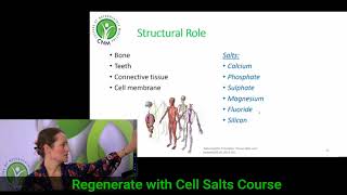 12 Cell Salts of Dr Schuessler [upl. by Irrot]