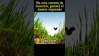 🤣Este carrera de insectos ganara el moviemovie pelis mrbeast humor peliculas [upl. by Atinnor]