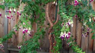 Fuchsia Plant Blooming Video Version [upl. by Kcerred]