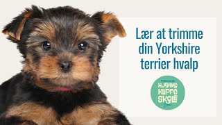 Trim selv  Yorkshire Terrier hvalp [upl. by Perrins]