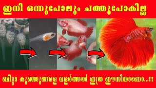 A to Z guide for betta fry care from egg to adult  Betta fish breeding  Betta fry food care [upl. by Durand496]