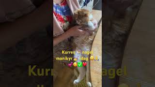 Nagel klippning 🐈💕🙏🥰 [upl. by Shurlocke]