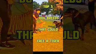 Discover dogs that can face a tiger🐶 shorts shortsfeed dog top [upl. by Ennairod]