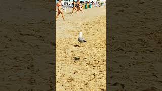 The seagull Il gabbiano seagulls seagull gabbiano gabbiani mare spiaggia spiagge sea [upl. by Egni]