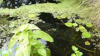 Sticklebacks in a garden pond [upl. by Comfort466]