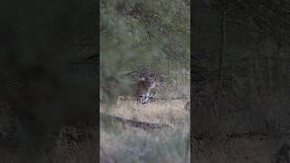 4k suppressed bobcat footage hunting [upl. by Brie167]