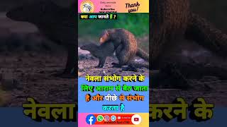 नेवला संवाद mating के बारे में रोचक तथ्य 🥶🦨sorts viral facts animals trending ytshort [upl. by Philina]