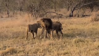 Lion Dad greeting son  Nkuhuma Young male injury seen 2 days ago with dad Mohawk and sister [upl. by Isabelle308]