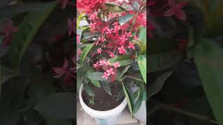 ixora plant ki kaise dekhbhal karen garden gardeningplants [upl. by Theall]