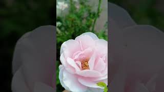 Garden roses 🌷 pink flower😶‍🌫️ explore garden flowershortviralrelaxingmusic [upl. by Retha]