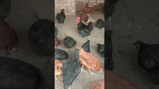 Desi 🐓🐓Murgia sale RiR booking 9814586919Full video open Grewal poultry king channel ਸਰਸਕਰਾਈਬ plz [upl. by Annovy]