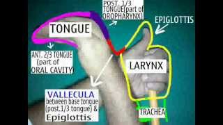 ENT EASY Vallecula and Tongueanatomy with your own hand model [upl. by Phelia]