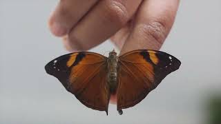 Autumn Leaf Butterfly  LeafWing  Butterfly in hand video  Butterflies [upl. by Noiram116]