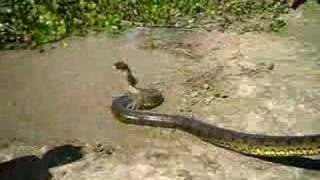 Giant Anaconda snake found in Venezuela [upl. by Lleryd126]