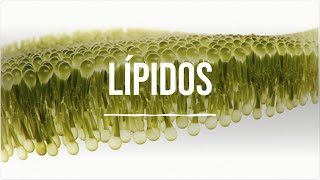 Lípidos  Bioquímica  Lic en Nutrición [upl. by Illene]