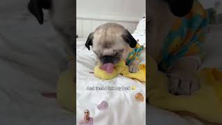 Q bonito ❤️❤️pug dog puppy cute cutedog mascotasviralshorts viralvideo [upl. by Huntington]