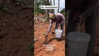 PB 235 Rubber Planting in Thodupuzha 🌍🌱youtubeshorts farming rubberplantation agriculture [upl. by Ainessej567]