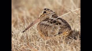 Meet The American Woodcock [upl. by Alyakem]