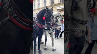 🇵🇱🎠WE LOVE KRAKÓW music travel krakowpoland horse krakow krakowoldtown horsecarriage [upl. by Omissam497]